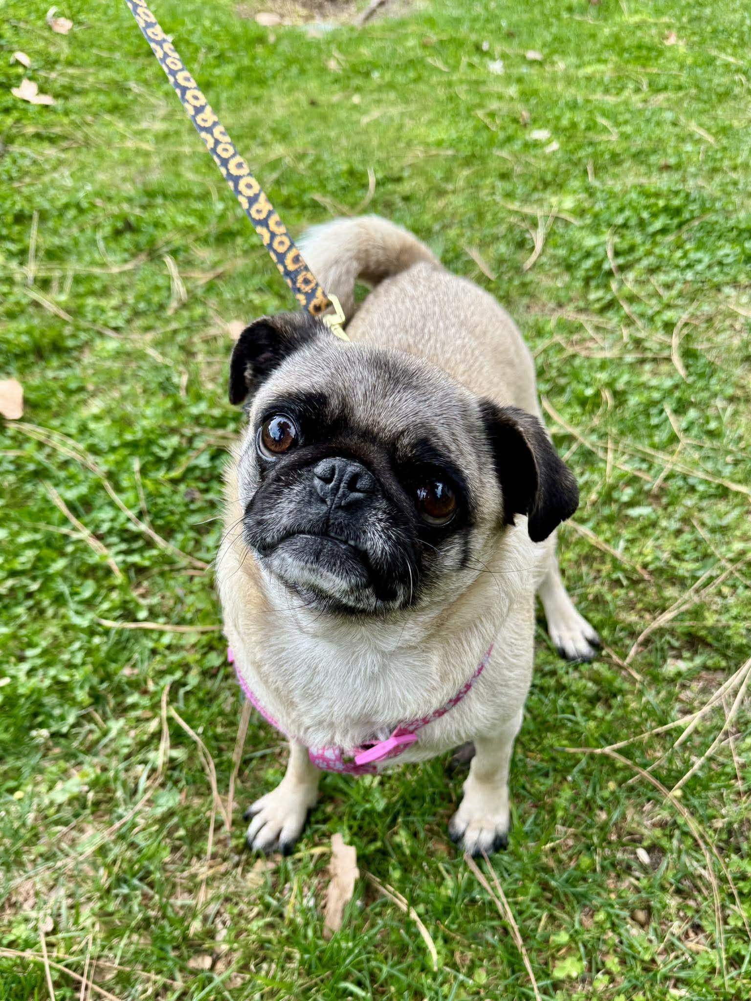 Enlarge Bobbles, a ADOPTABLE Pug in Grand Terrace, CA image 4/5
