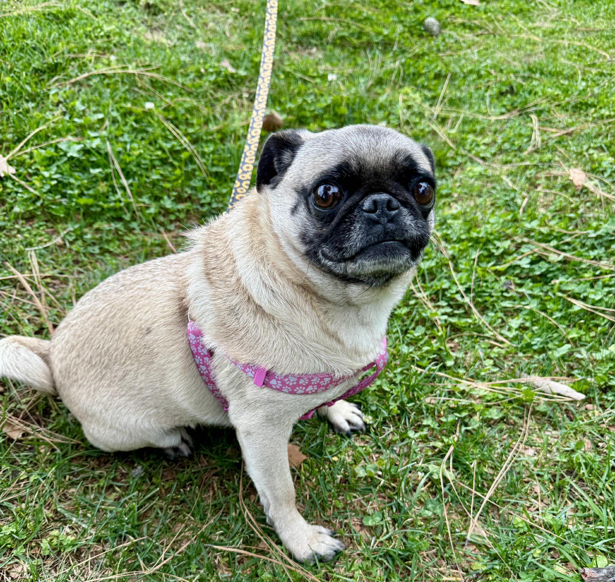 Enlarge Bobbles, a ADOPTABLE Pug in Grand Terrace, CA image 1/5
