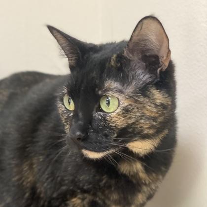 Lilith, Adoptable, Young Female Domestic Short Hair & Domestic Short Hair.