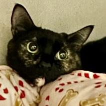 Lilith, a Adoptable mixed breed in Burlington, WA image 2/3