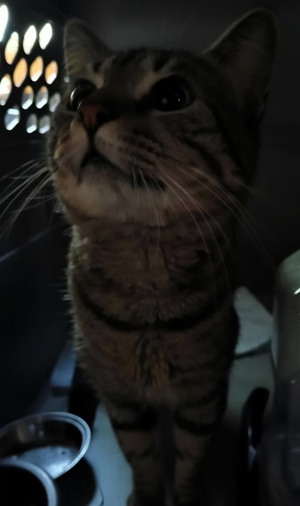 Jalapeno, Adoptable, Adult Male Domestic Short Hair.