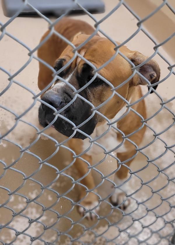 Pen 140c Mitzi, Adoptable, Adult Female Boxer & American Bulldog.