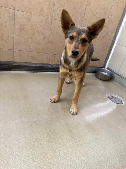 Enlarge Baquera, a Adoptable Mixed Breed in Hobbs, NM image 1/5