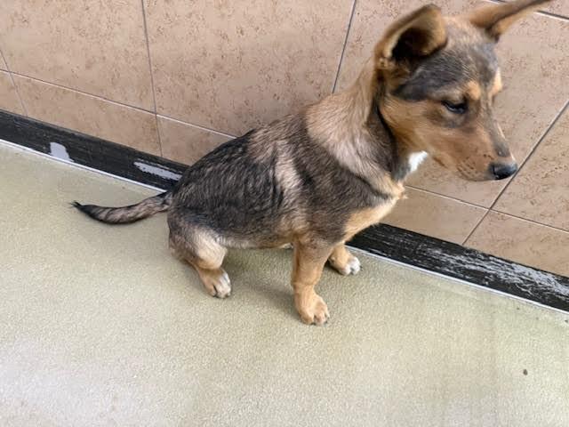 Enlarge Baquera, a Adoptable Mixed Breed in Hobbs, NM image 2/5