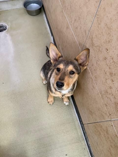 Enlarge Baquera, a Adoptable Mixed Breed in Hobbs, NM image 3/5