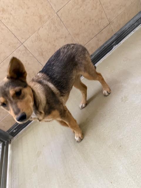 Enlarge Baquera, a Adoptable Mixed Breed in Hobbs, NM image 4/5