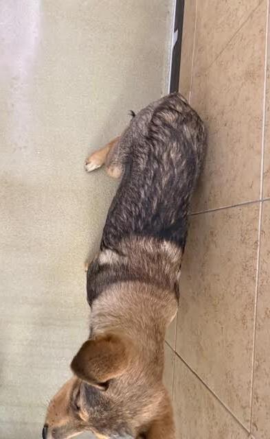 Enlarge Baquera, a Adoptable Mixed Breed in Hobbs, NM image 5/5