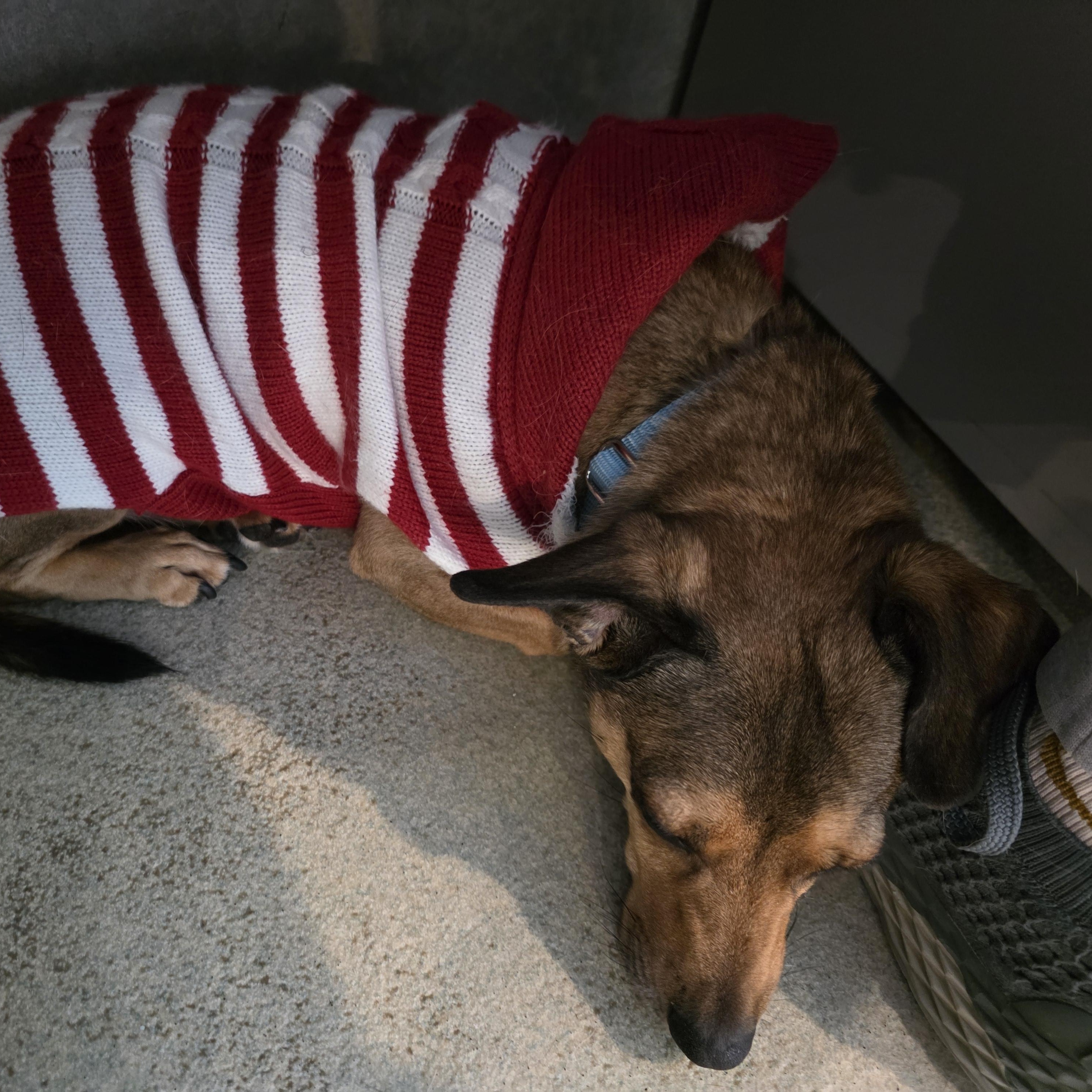 Enlarge Porkchop, an adopted mixed breed in Renfrew, PA image 5/5