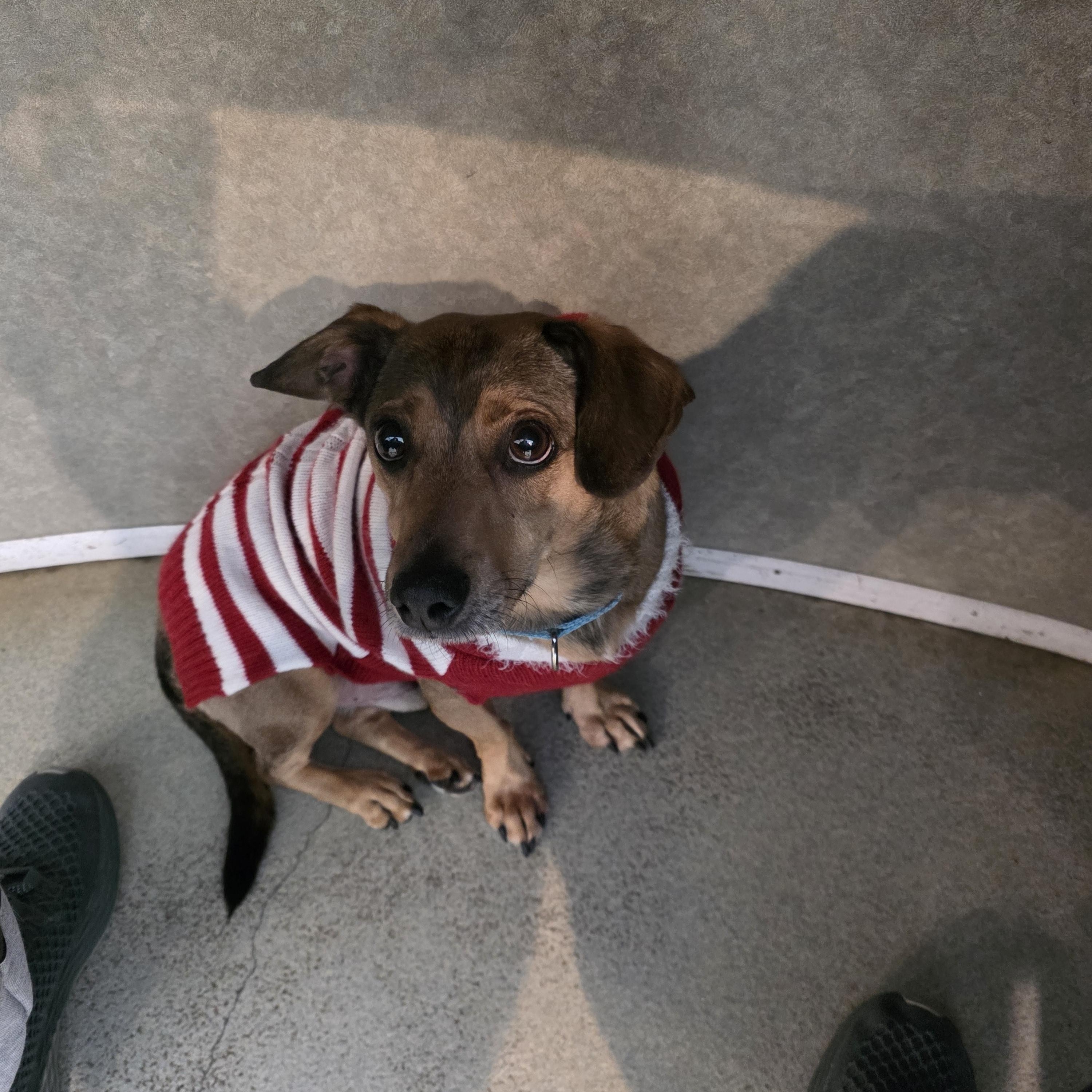 Enlarge Porkchop, an adopted mixed breed in Renfrew, PA image 3/5