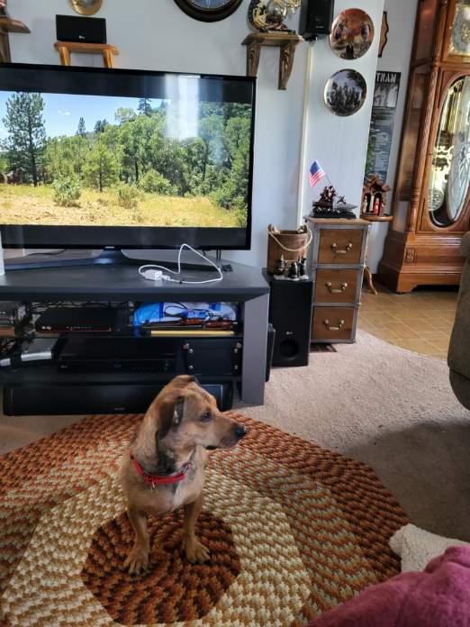 Enlarge Porkchop, an adopted mixed breed in Renfrew, PA image 4/5