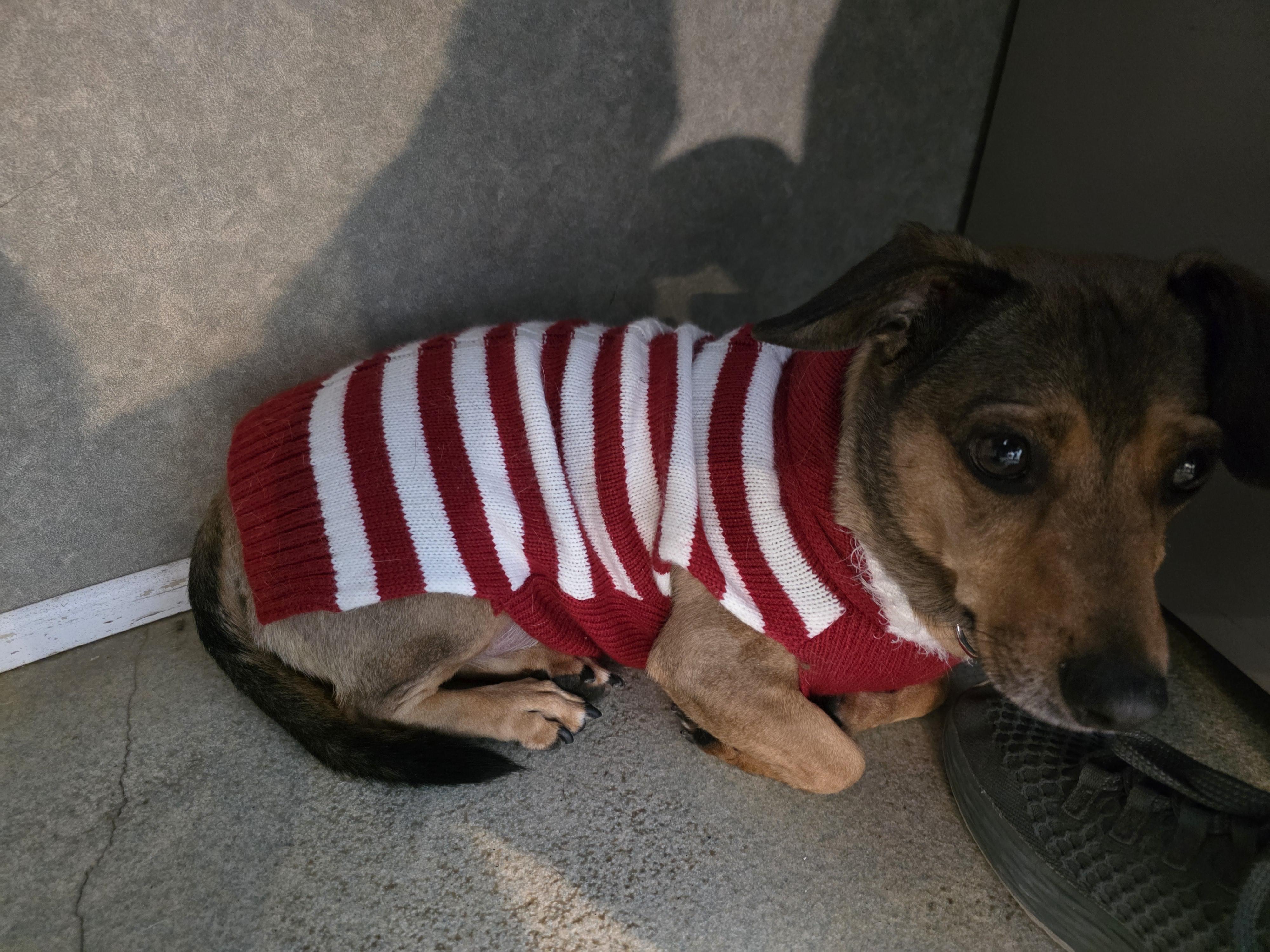 Enlarge Porkchop, an adopted mixed breed in Renfrew, PA image 2/5