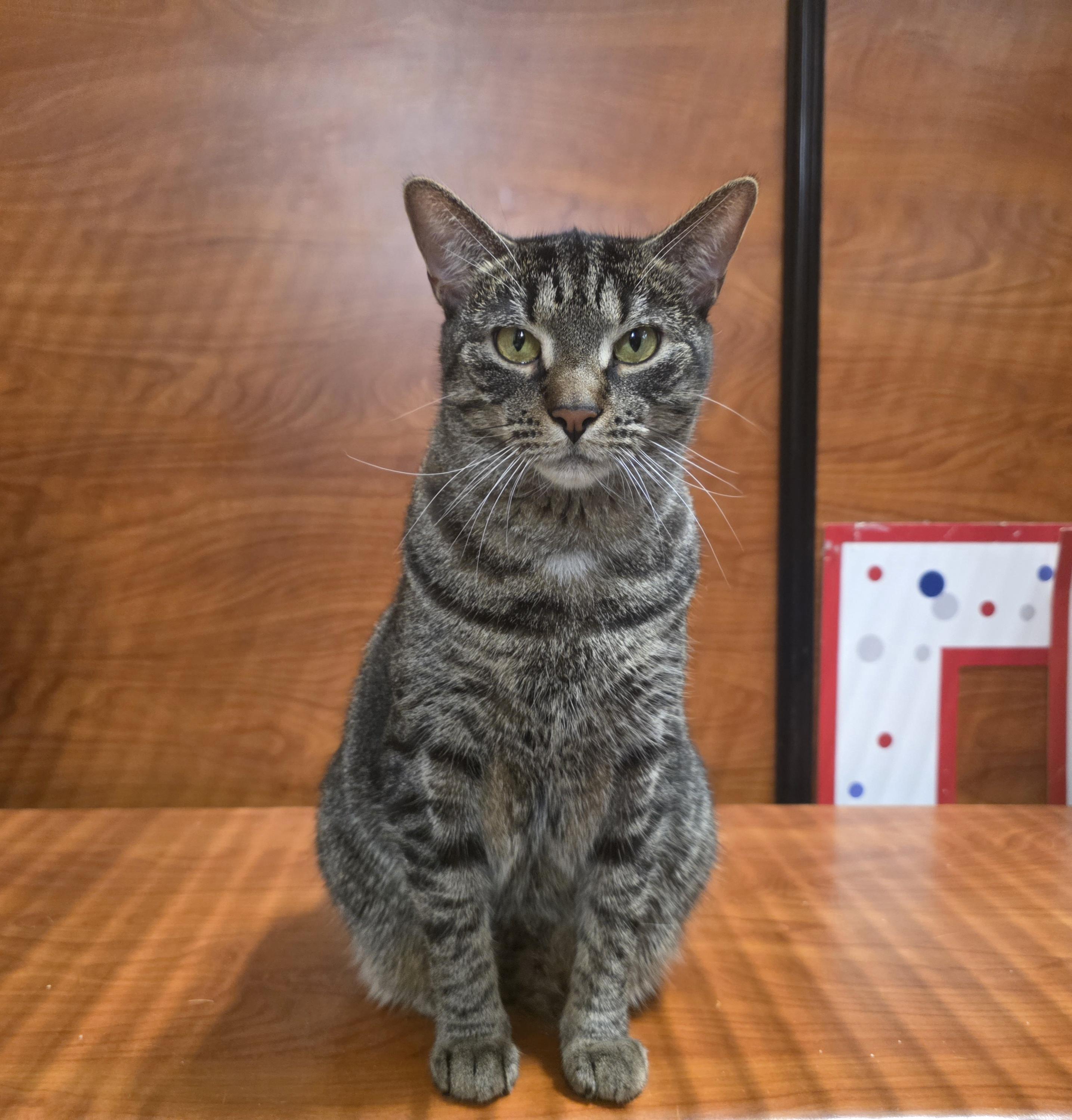 Enlarge Lovely Lyla is Ready to meet you @ North Bergen Pet Smart!, a Adoptable Tabby in North Bergen, NJ image 1/6
