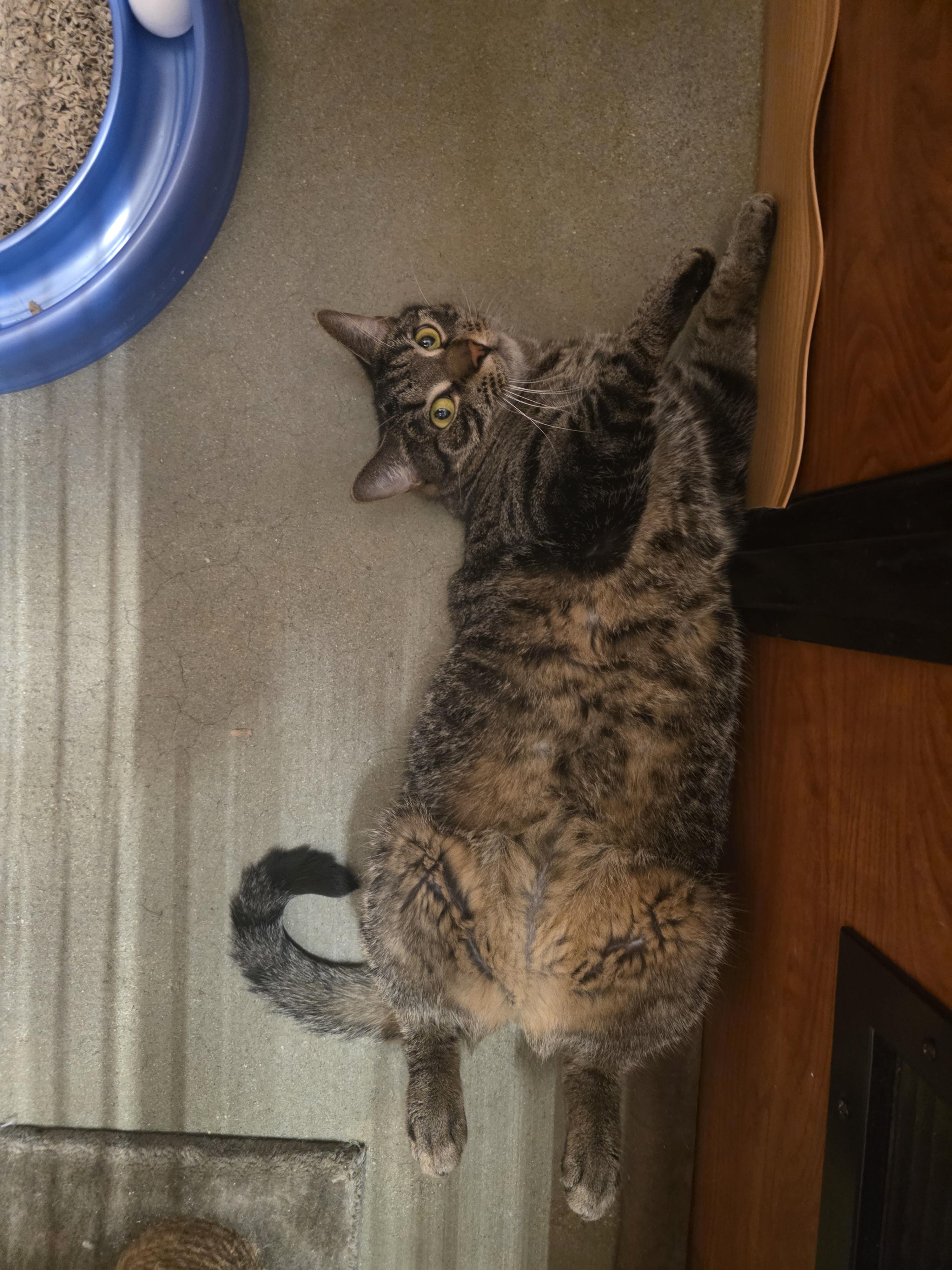 Enlarge Lovely Lyla is Ready to meet you @ North Bergen Pet Smart!, a Adoptable Tabby in North Bergen, NJ image 6/6