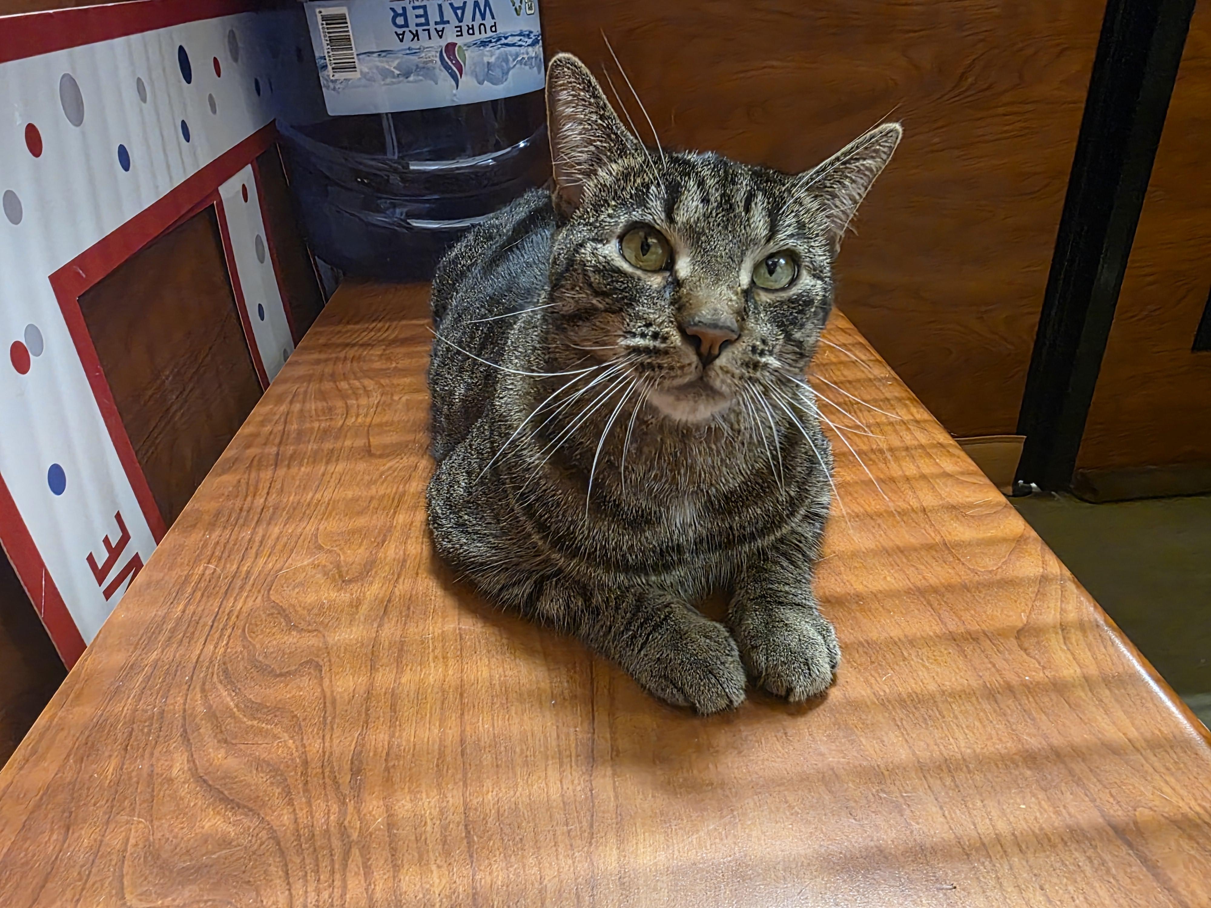 Enlarge Lovely Lyla is Ready to meet you @ North Bergen Pet Smart!, a Adoptable Tabby in North Bergen, NJ image 2/6