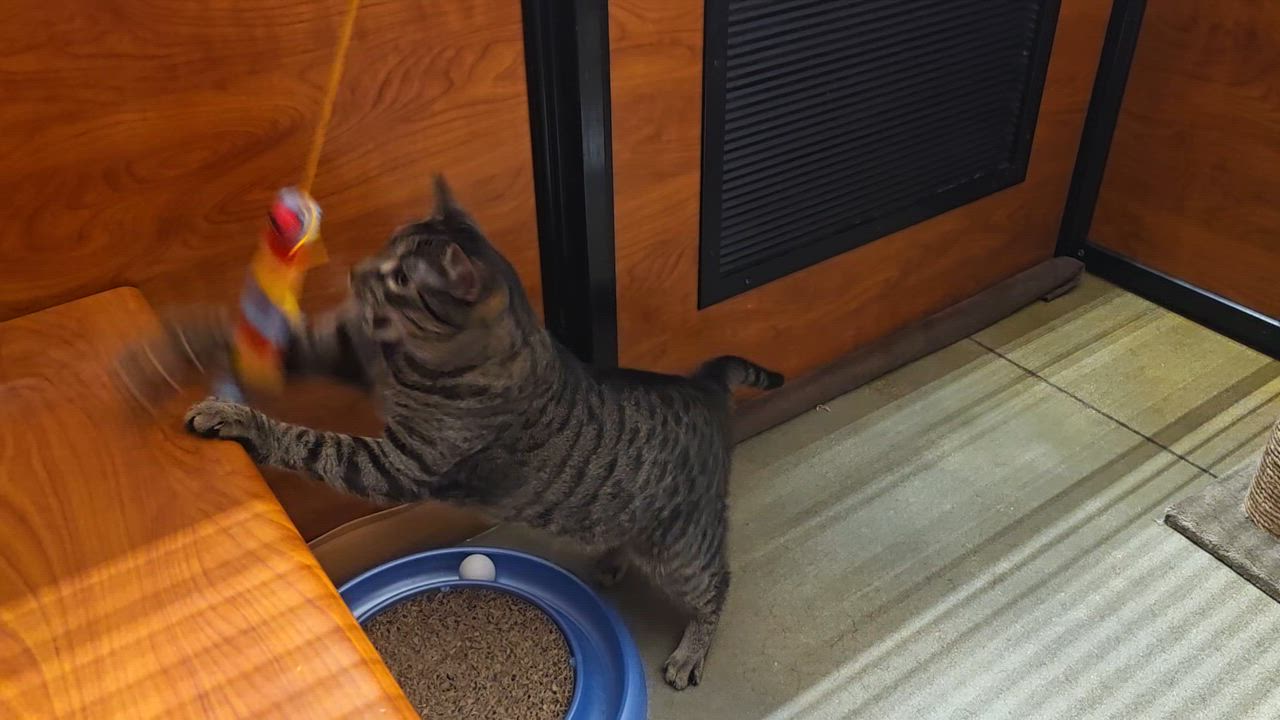 Enlarge Lovely Lyla is Ready to meet you @ North Bergen Pet Smart!, a Adoptable Tabby in North Bergen, NJ video 5/6