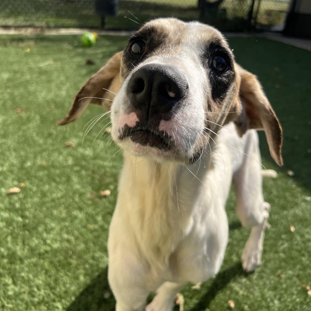 Ruckus, a Adoptable Mixed Breed in Ottawa, KS image 1/3