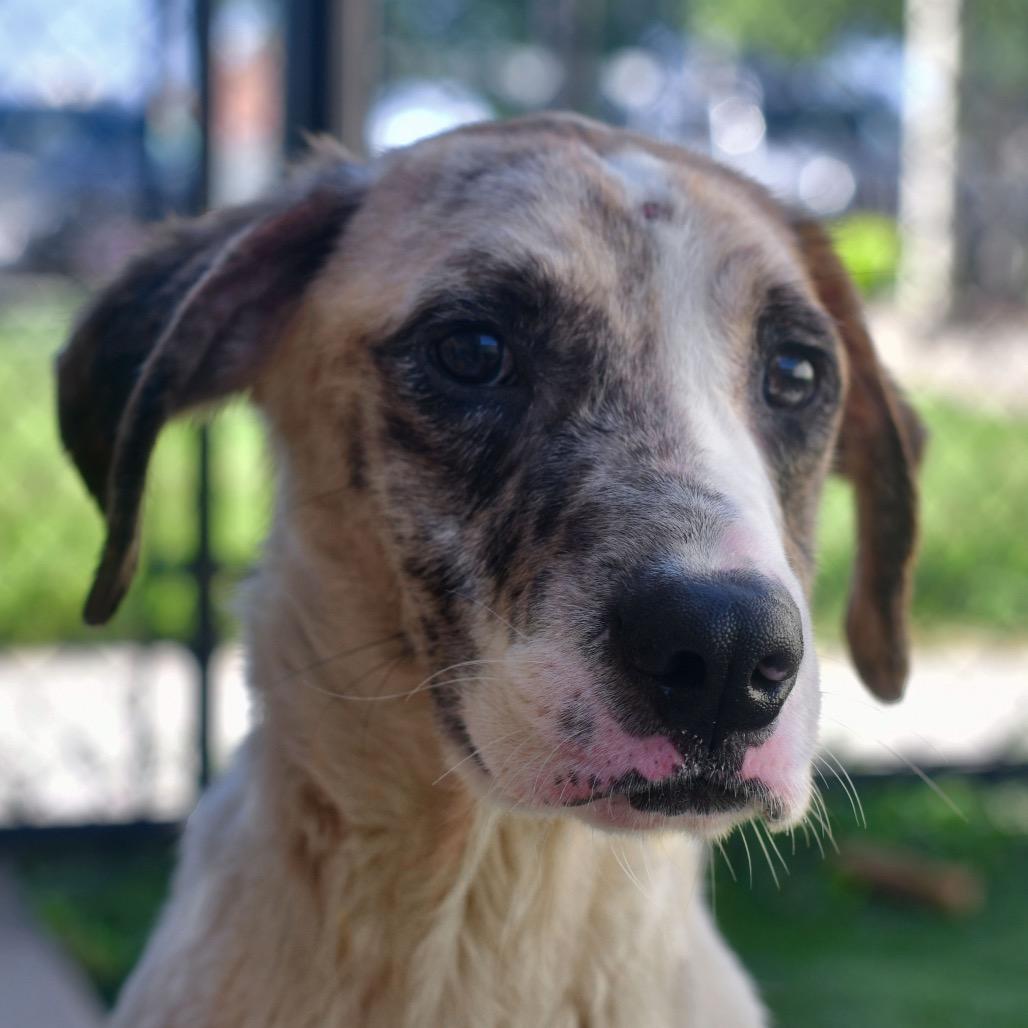 Ruckus, Adoptable, Adult Male Mixed Breed.