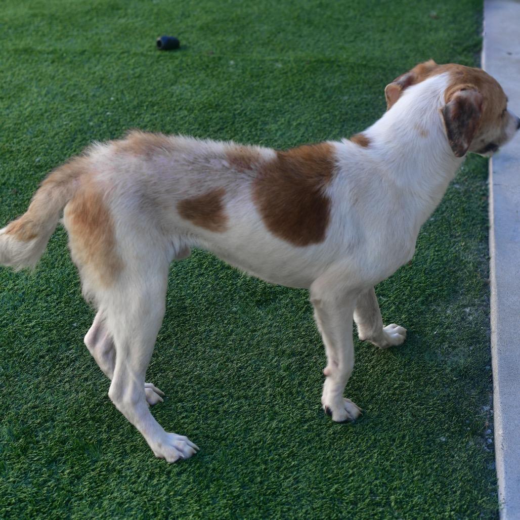 Ruckus, a Adoptable Mixed Breed in Ottawa, KS image 2/2