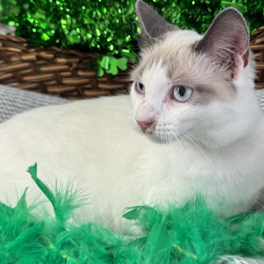 Maeve, Adoptable, Young Female Domestic Short Hair & Siamese.