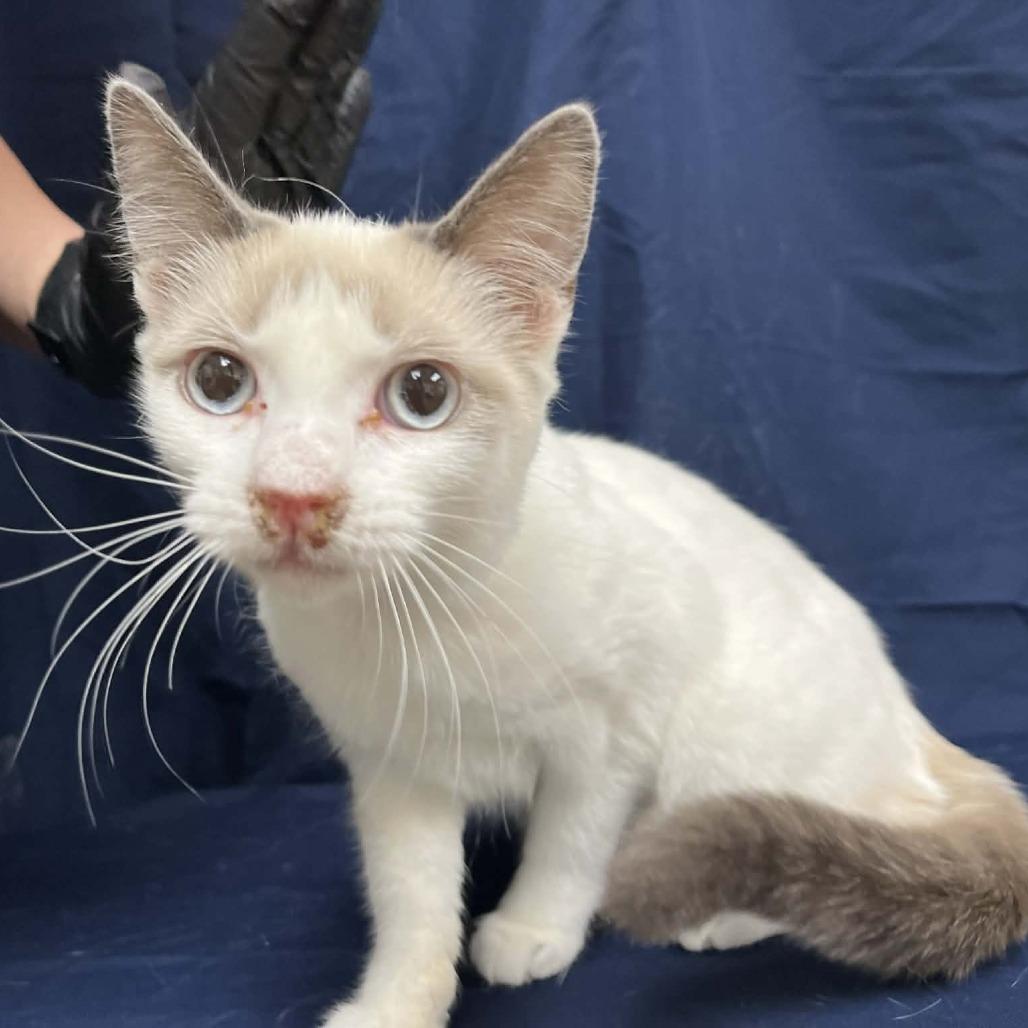 Enlarge Maeve, a Adoptable mixed breed in Harrisonburg, VA image 2/6