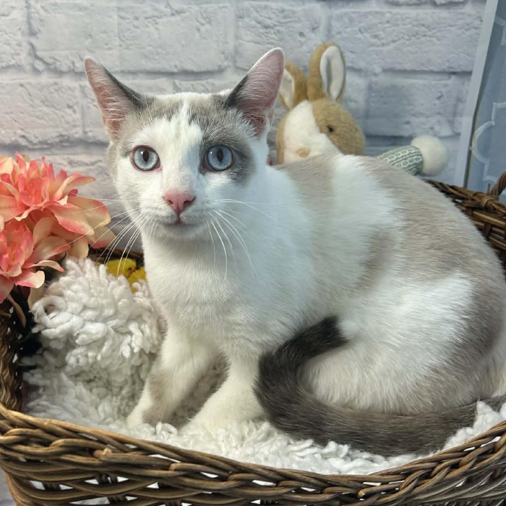 Enlarge Maeve, a Adoptable mixed breed in Harrisonburg, VA image 3/6