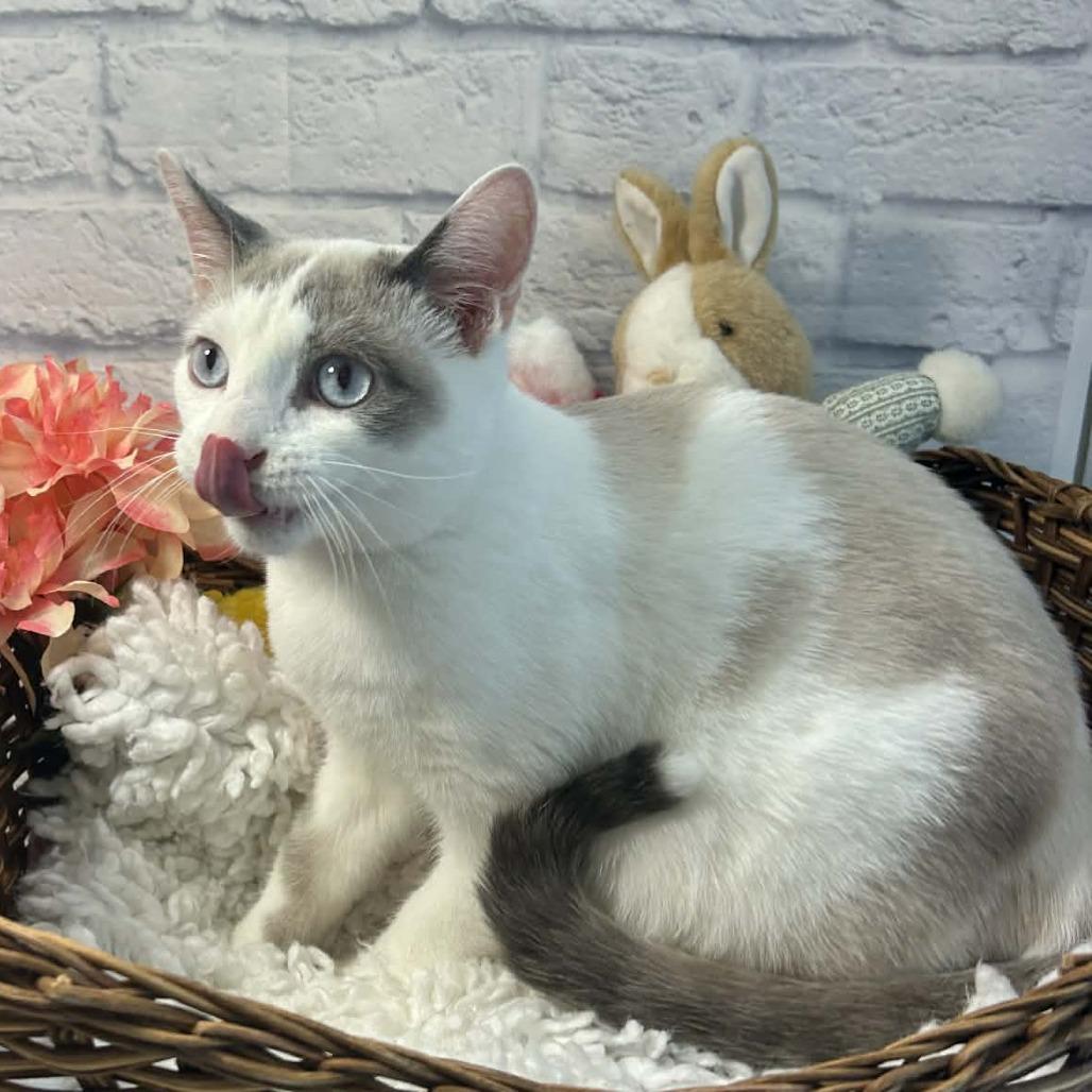 Enlarge Maeve, a Adoptable mixed breed in Harrisonburg, VA image 4/6