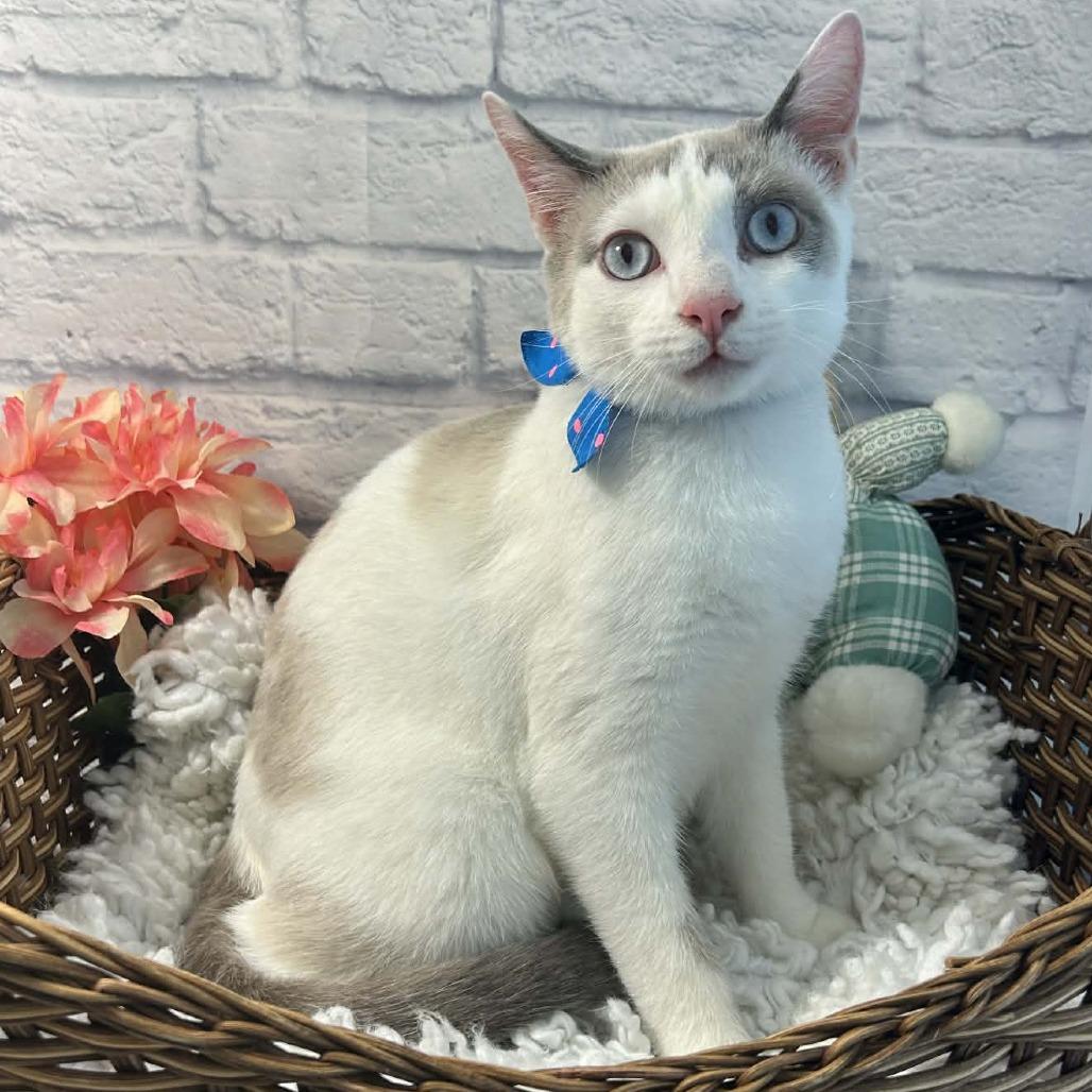 Enlarge Maeve, a Adoptable mixed breed in Harrisonburg, VA image 5/6