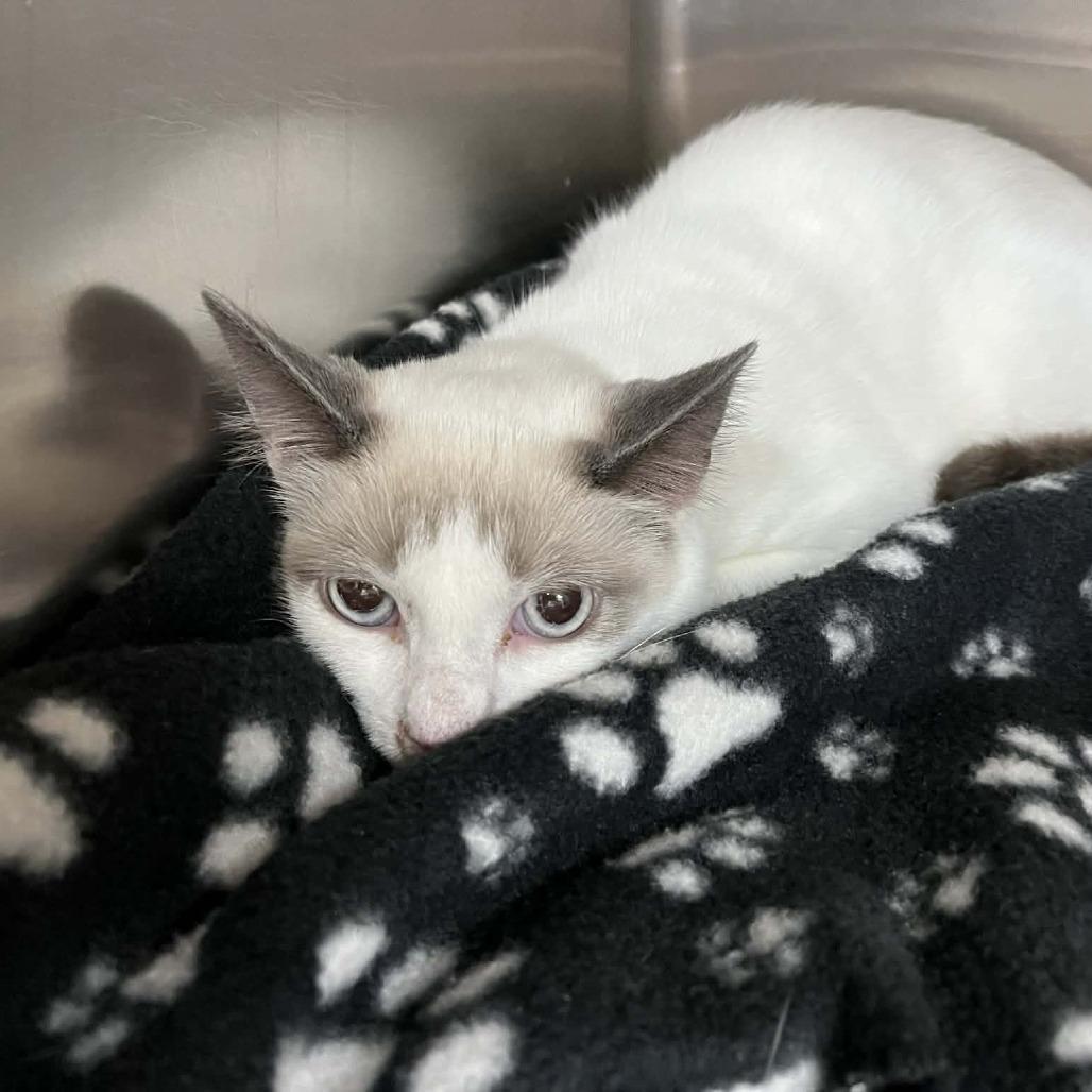 Enlarge Maeve, a Adoptable mixed breed in Harrisonburg, VA image 6/6