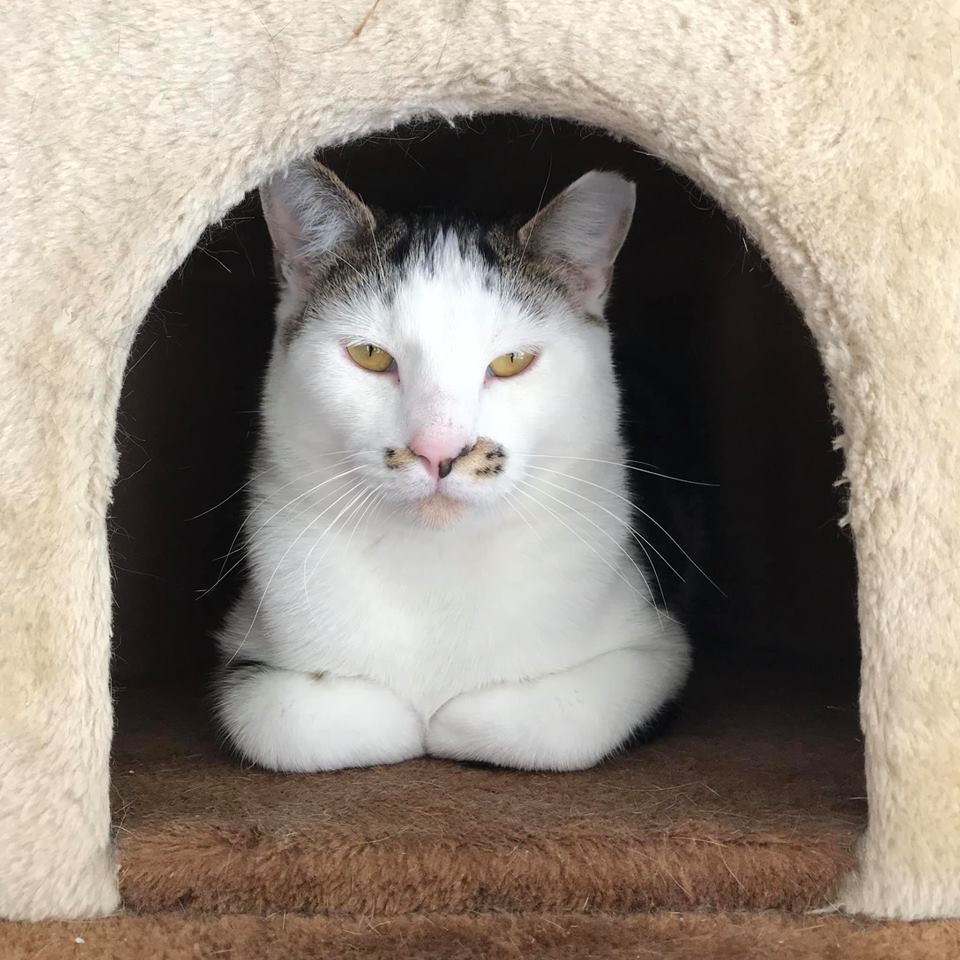 Moses, Adult Male unknown