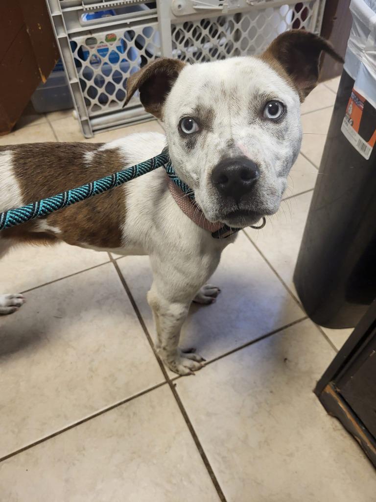 Trudy, Adoptable, Adult Female Affenpinscher & Pointer.