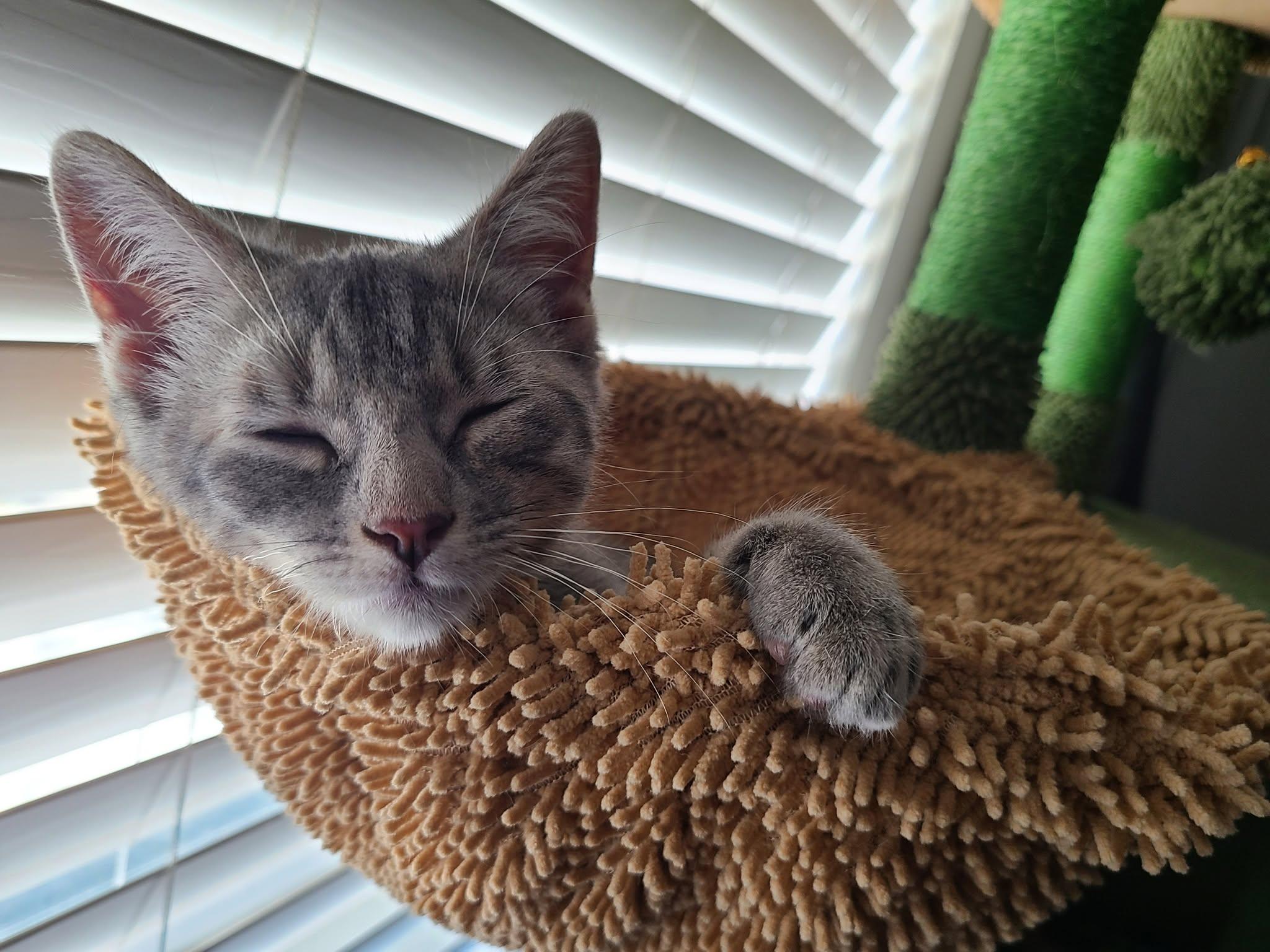 Enlarge Samus (Bonded with Aran), a ADOPTABLE Domestic Short Hair in Queen Creek, AZ image 5/6