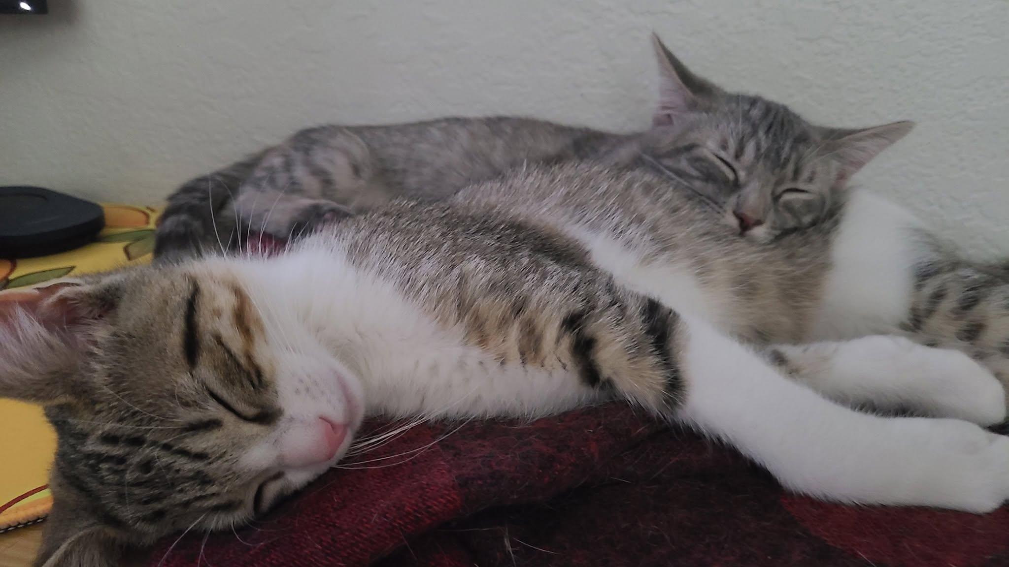 Enlarge Samus (Bonded with Aran), a ADOPTABLE Domestic Short Hair in Queen Creek, AZ image 6/6