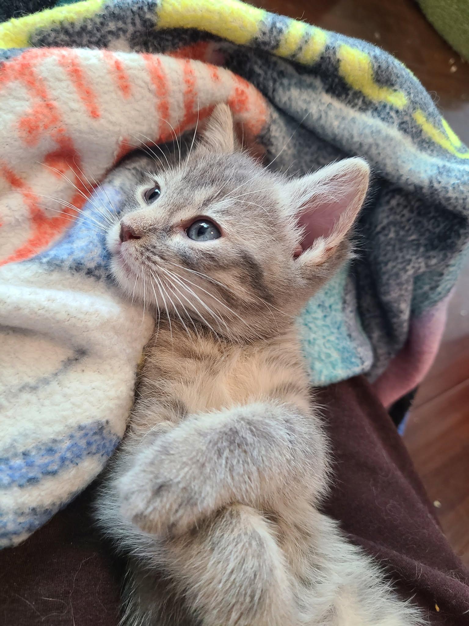 Enlarge Samus (Bonded with Aran), a ADOPTABLE Domestic Short Hair in Queen Creek, AZ image 2/6