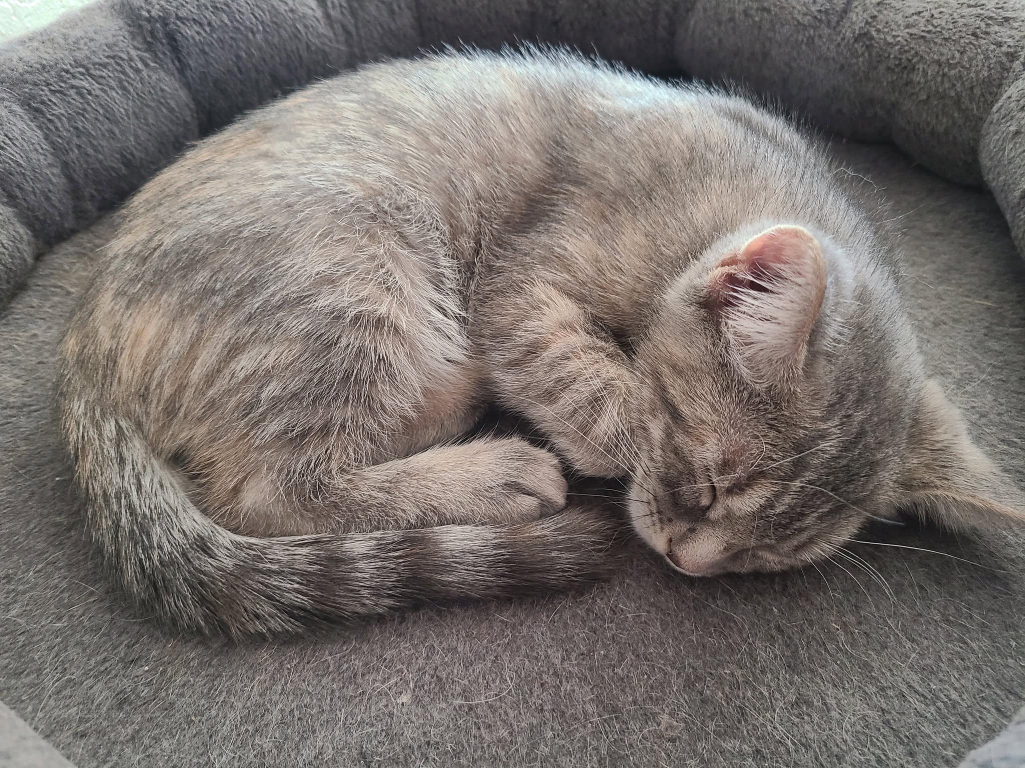Enlarge Samus (Bonded with Aran), a ADOPTABLE Domestic Short Hair in Queen Creek, AZ image 3/6