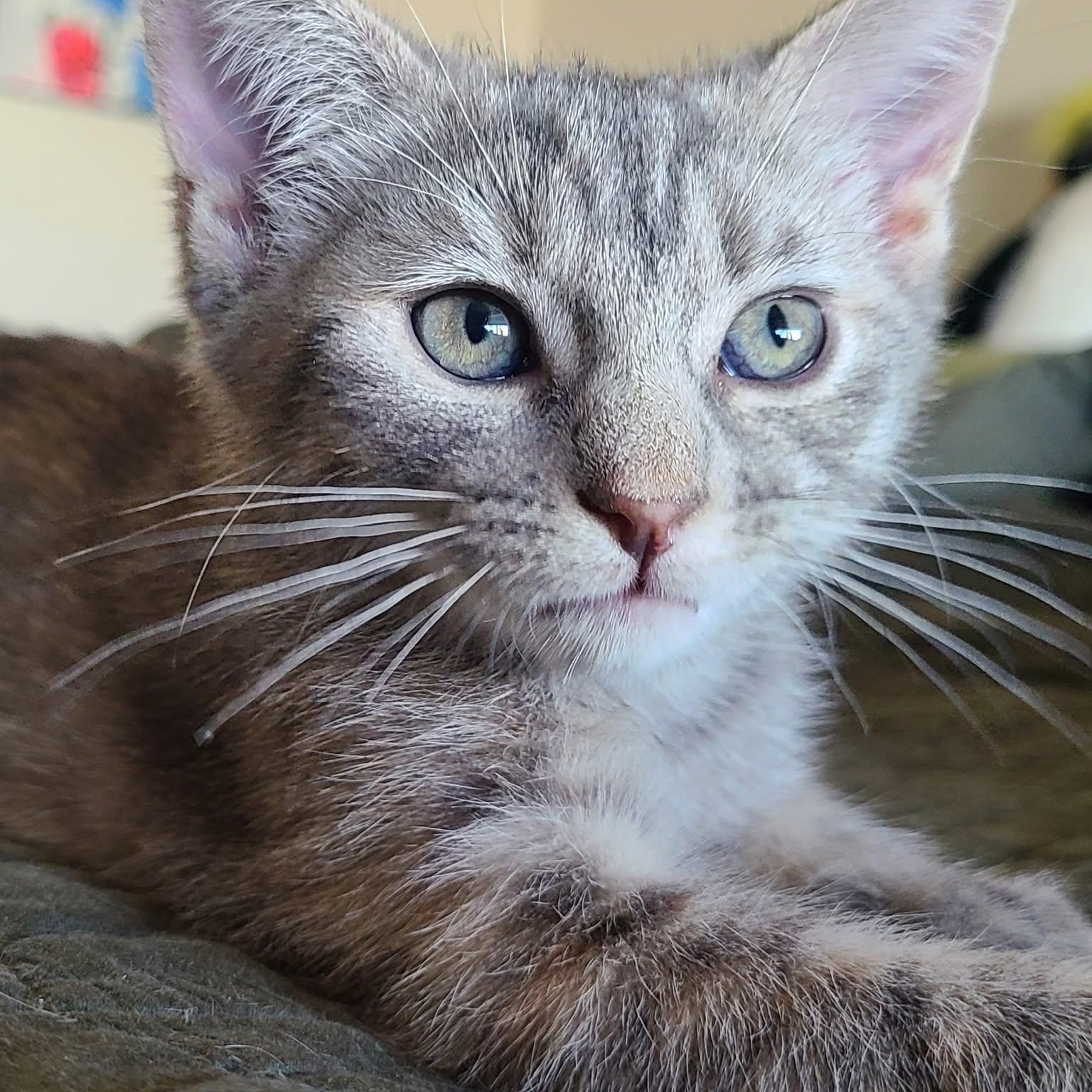 Enlarge Samus (Bonded with Aran), a ADOPTABLE Domestic Short Hair in Queen Creek, AZ image 1/6