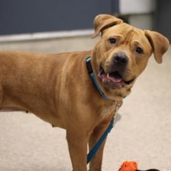 Diamond, Adoptable, Adult Female Pit Bull Terrier.