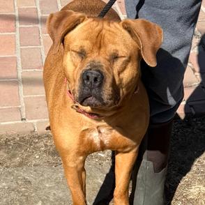 Diamond, a Adoptable Pit Bull Terrier in Oceanside, NY image 2/6