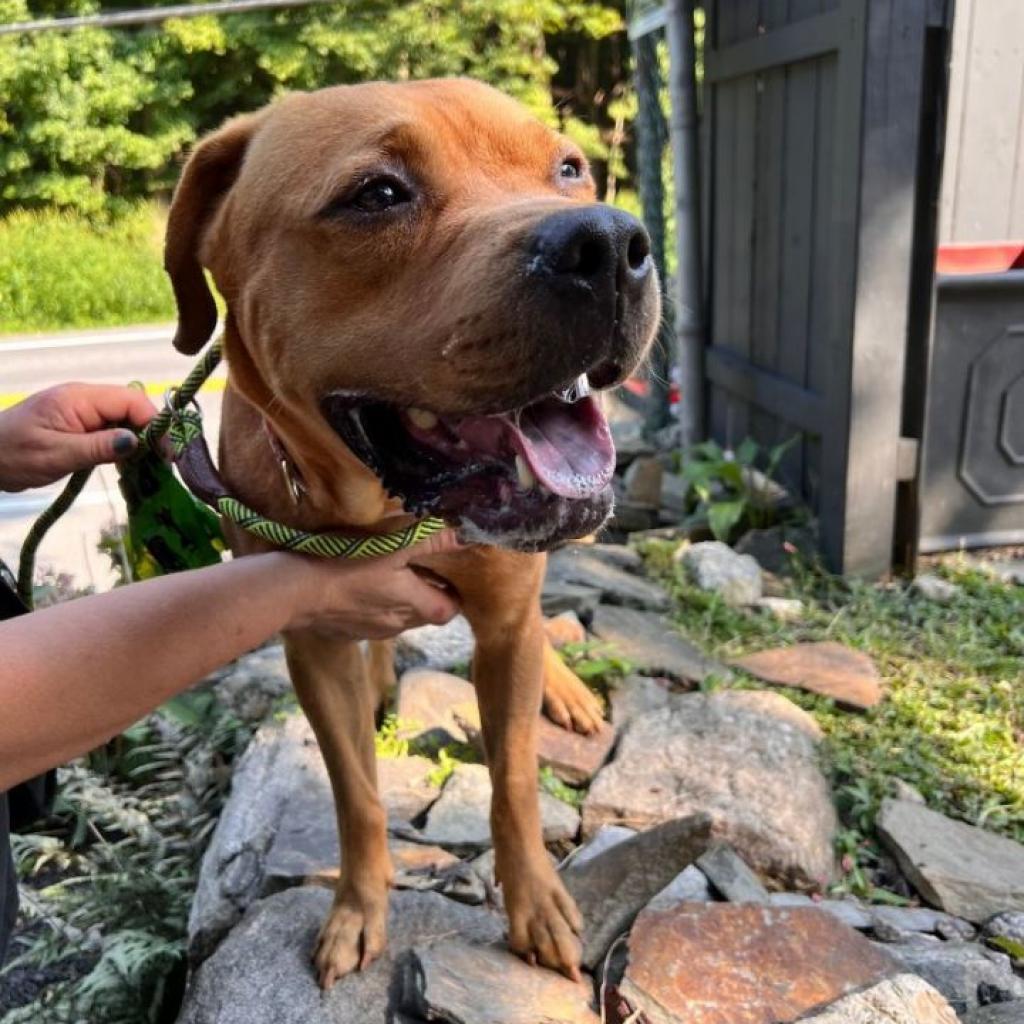 Enlarge Diamond, a Adoptable Pit Bull Terrier in Oceanside, NY image 3/4