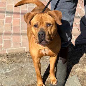 Diamond, a Adoptable Pit Bull Terrier in Oceanside, NY image 4/6