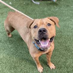 Enlarge Diamond, a Adoptable Pit Bull Terrier in Oceanside, NY image 4/4