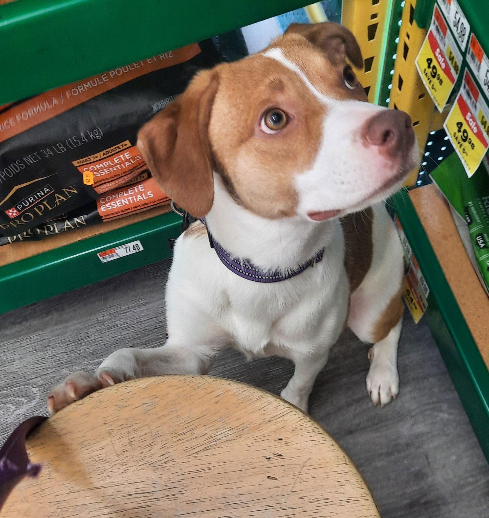Amy, a Adoptable mixed breed in Cuyahoga Falls, OH image 1/3