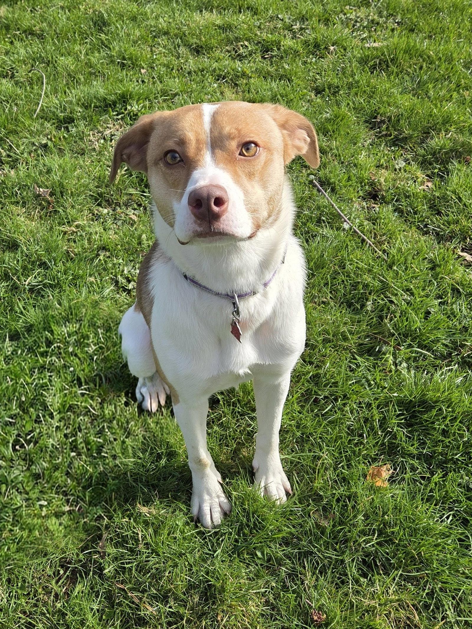 Amy, a Adoptable mixed breed in Cuyahoga Falls, OH image 2/3