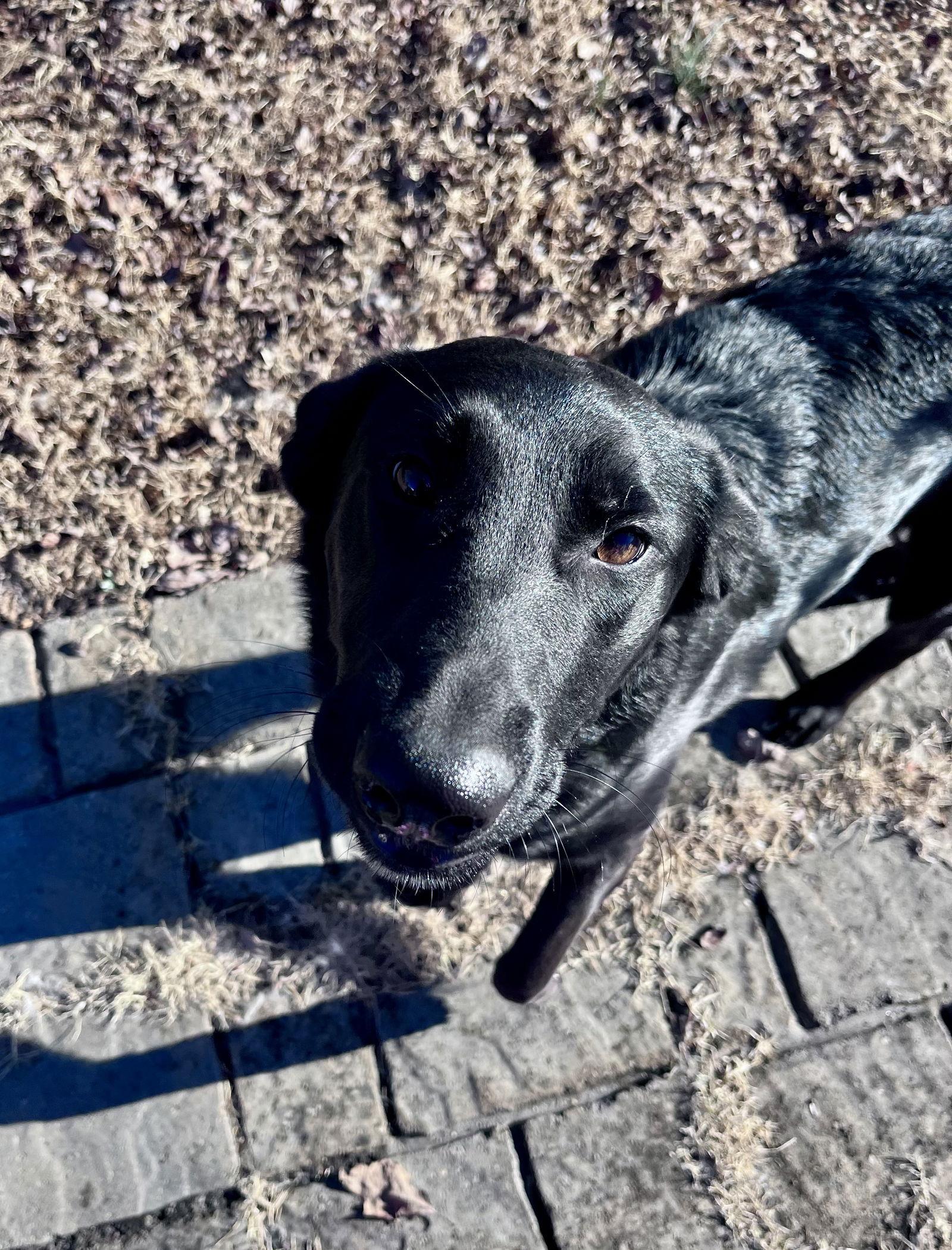 Tatum, a Adopted mixed breed in Thomasville, NC image 2/3
