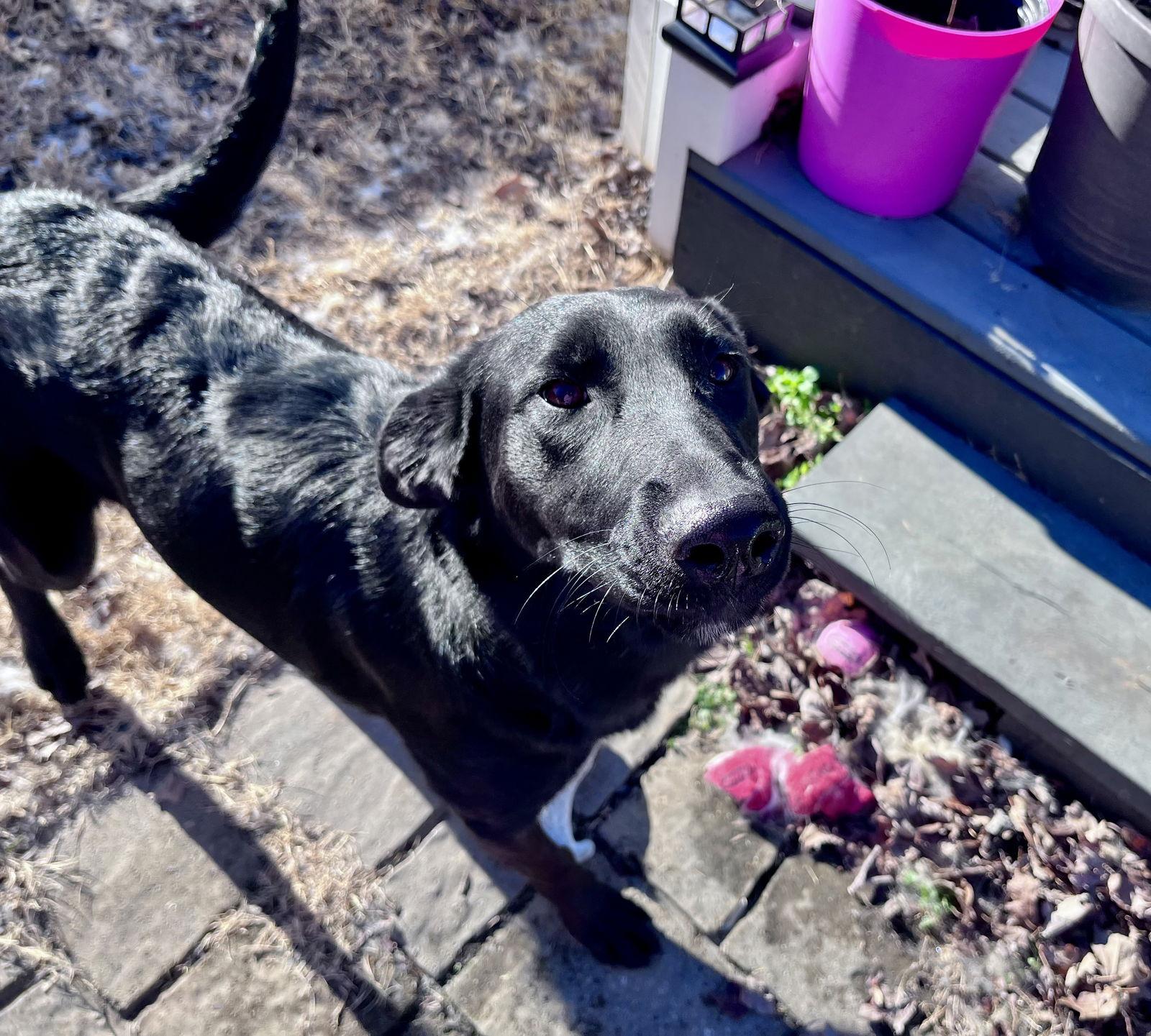 Tatum, a Adopted mixed breed in Thomasville, NC image 3/3