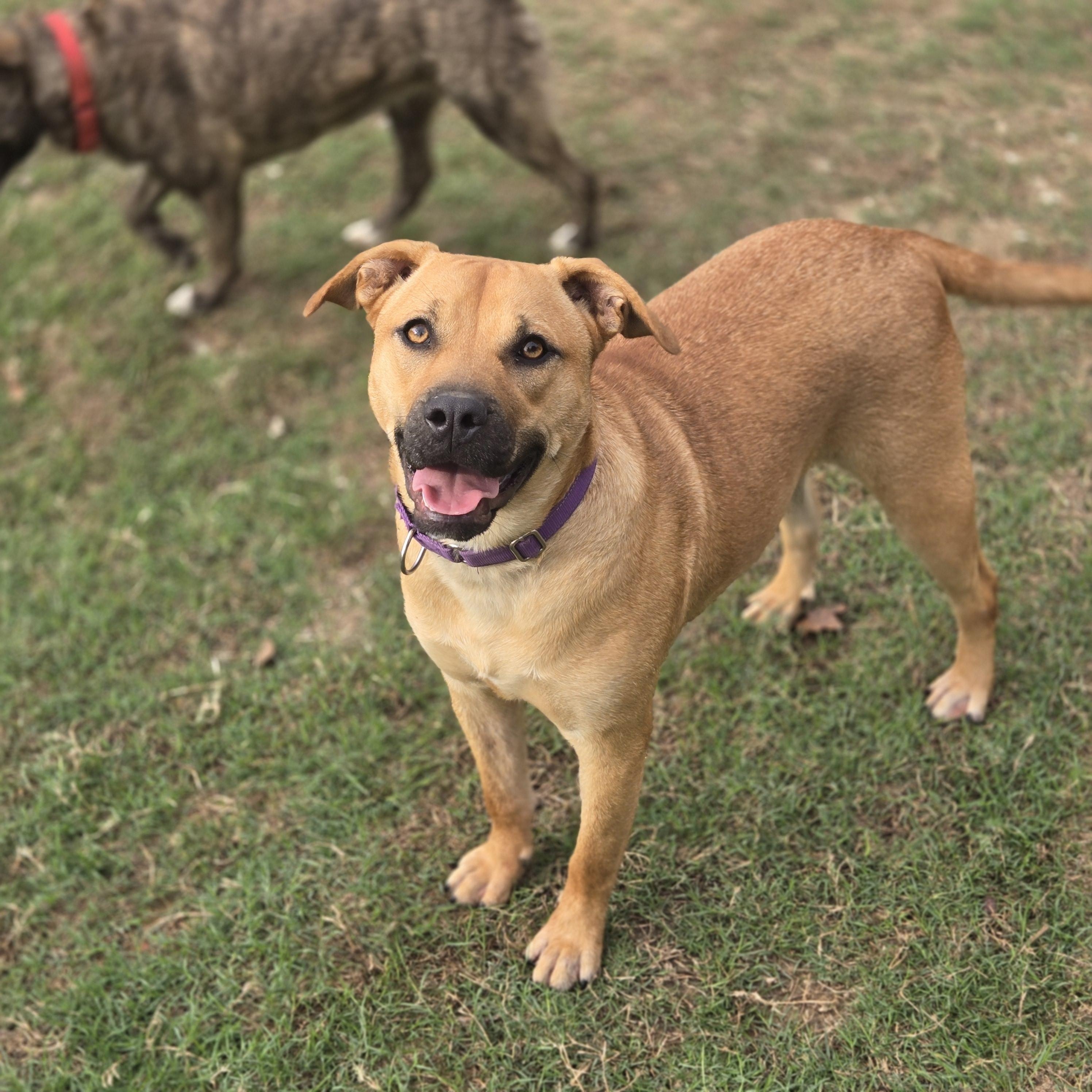 Sissy, an adoptable Black Mouth Cur in Mansfield, TX image 1/2