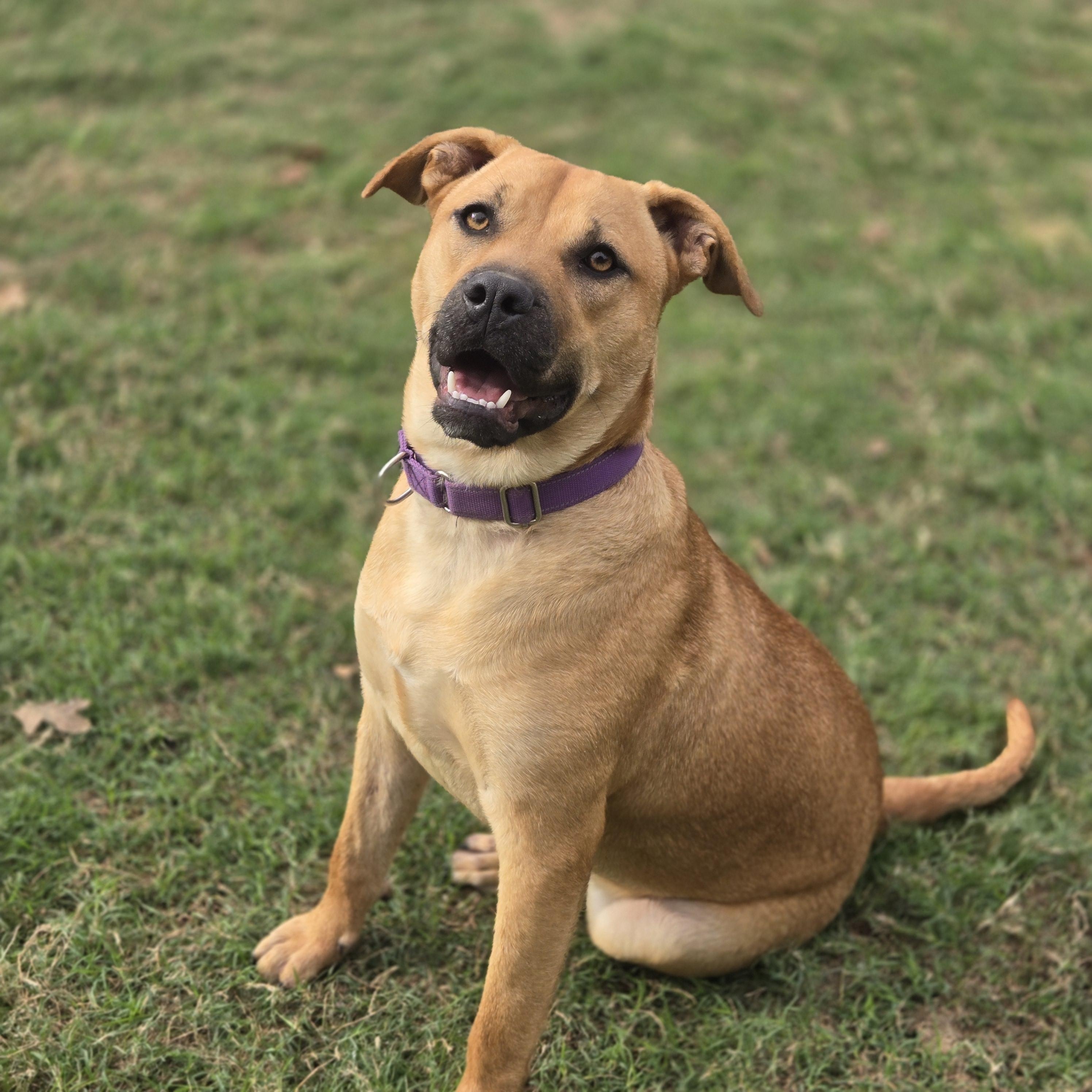 Sissy, an adoptable Black Mouth Cur in Mansfield, TX image 2/2