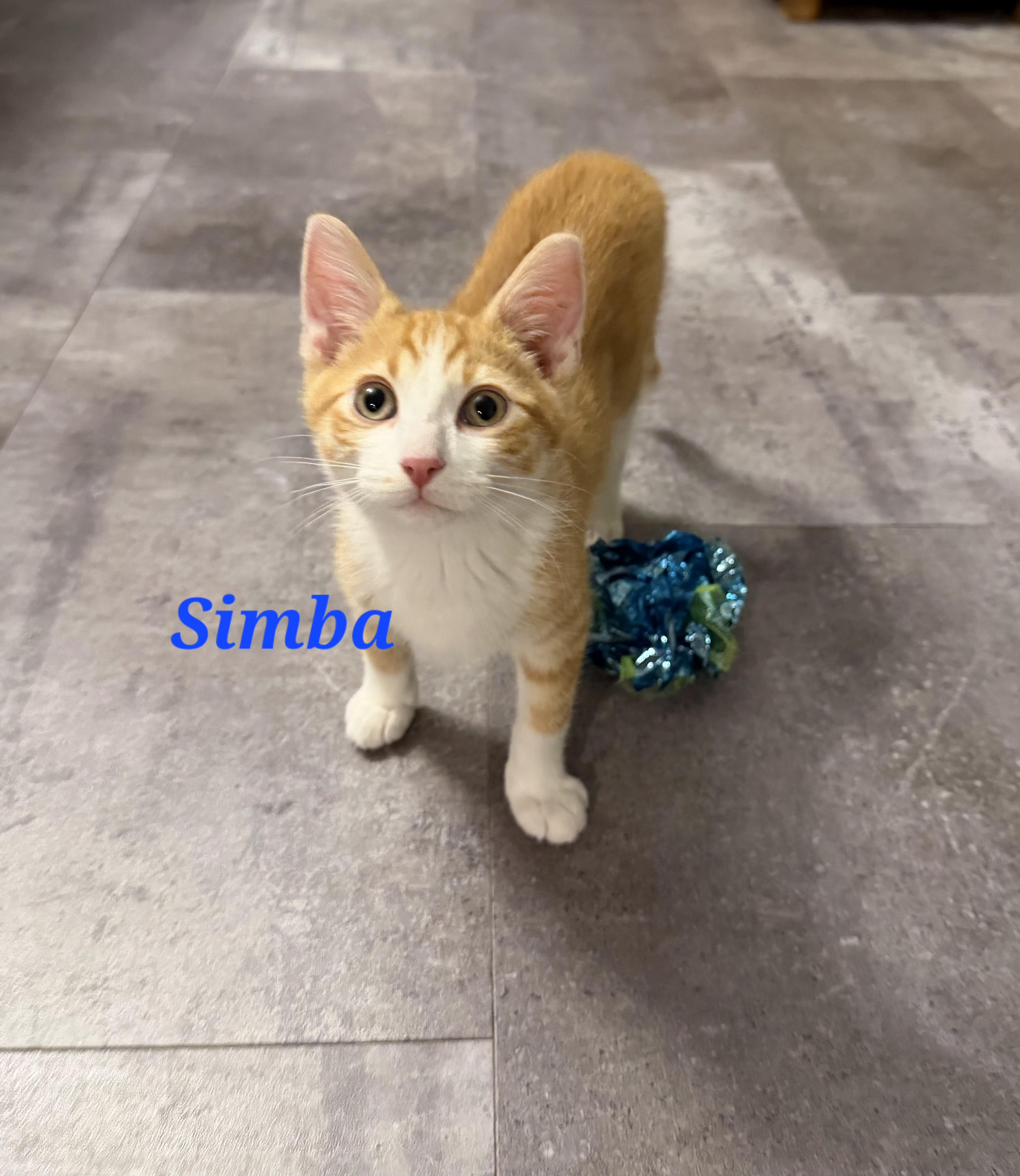 Simba, Adopted, Kitten Male Domestic Short Hair.