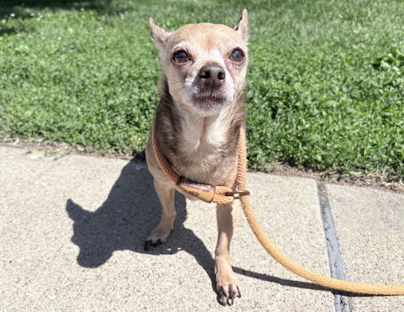 Erma, an adoptable Chihuahua in Columbus, IN image 3/3