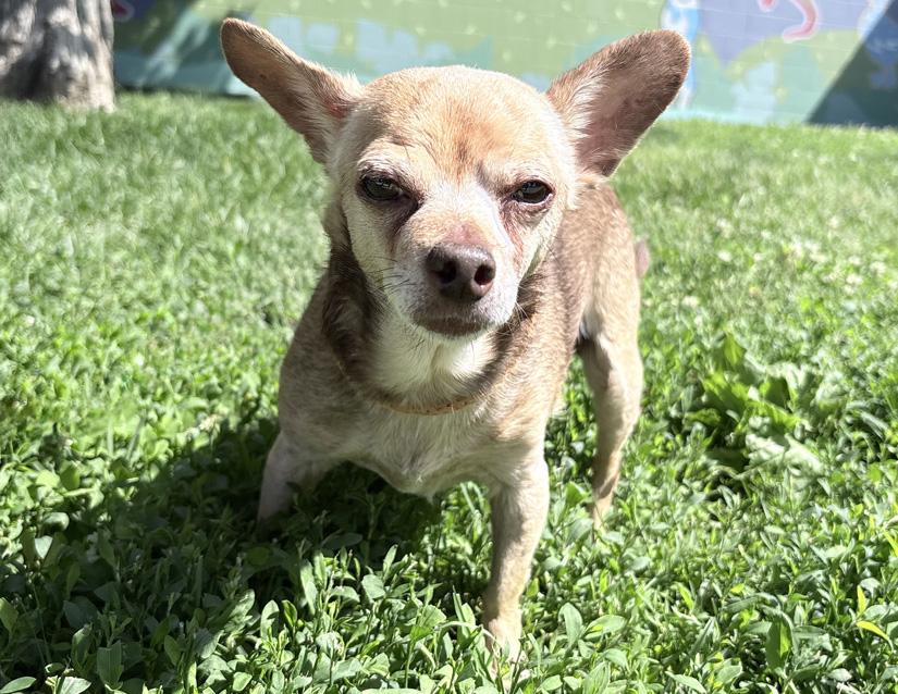 Erma, an adoptable Chihuahua in Columbus, IN image 2/3