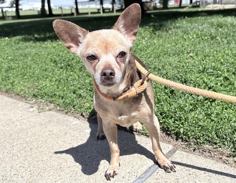 Erma, an adoptable Chihuahua in Columbus, IN image 1/3